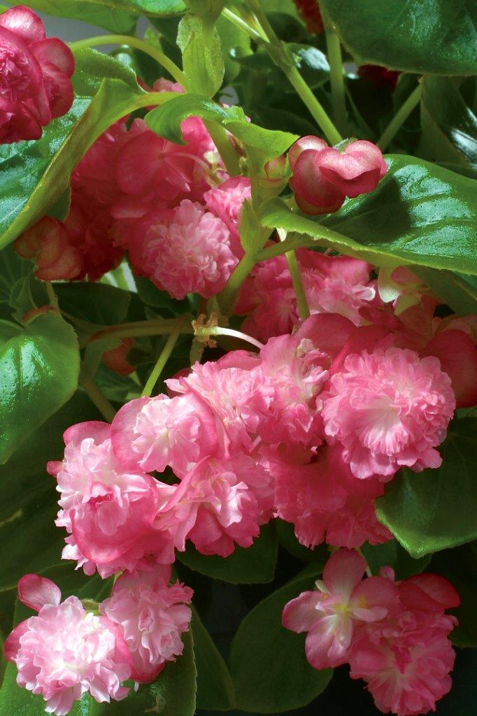 B. ‘Gum Drop Pink’